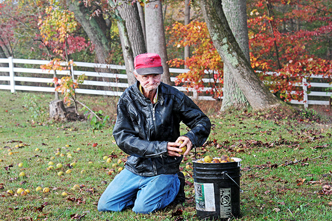 older man kneeling on the ground picking up fruit and putting it into a bucket with multicolored leaves on trees in the background