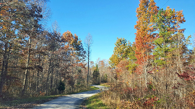 road lined with trees with multicolored leaves