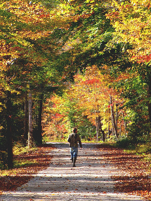 person walking down a path lined with trees with multicolored leaves