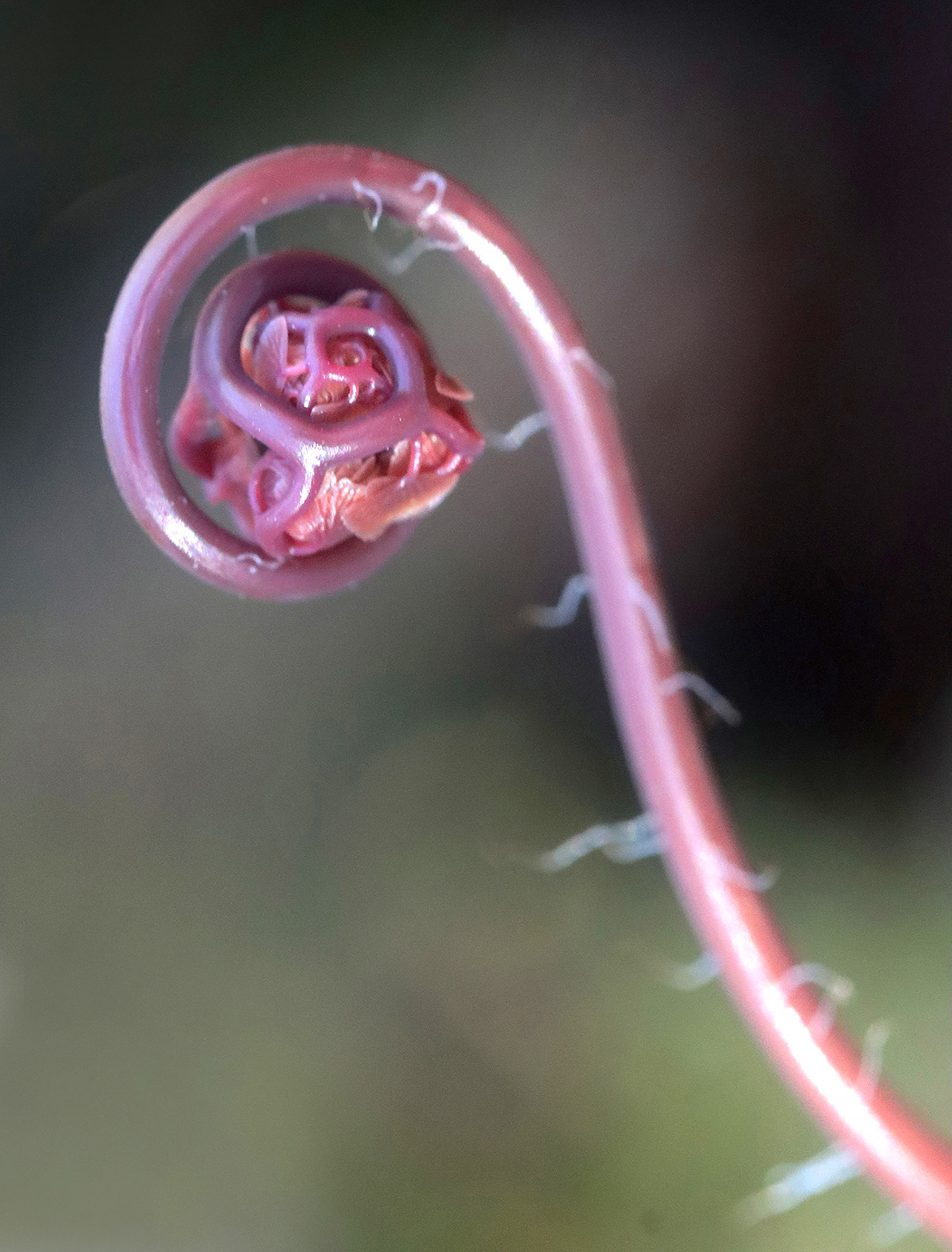 This photo of a maidenhair fern unfurling by Peggy Yaeger of Corbin took top honors in Somerset Community College’s Fruit of the Lens photography club contest. 