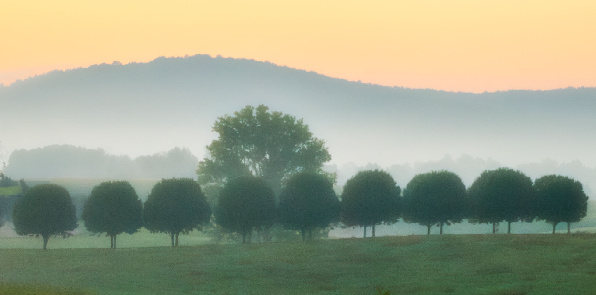 Award-winning photographer Denny Longsworth’s exhibit image of a line of trees.