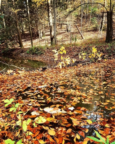 Photo exhibit submission by Sheena King featuring a forest full of colorful leaves.